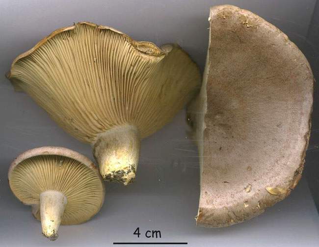 Lactarius flexuosus